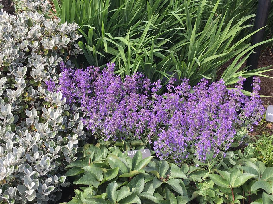 FD32886 Nepeta x faassenii EarliBlue (Plants for Europe)